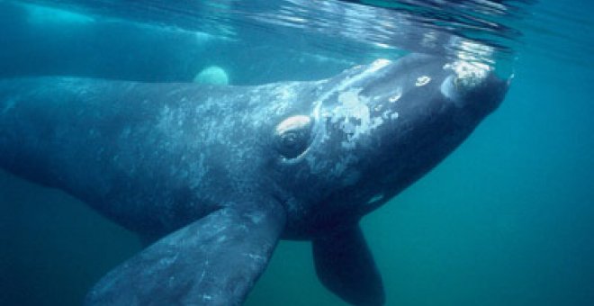 Las ballenas cruzan el paso del noroeste, ahora libre de hielo