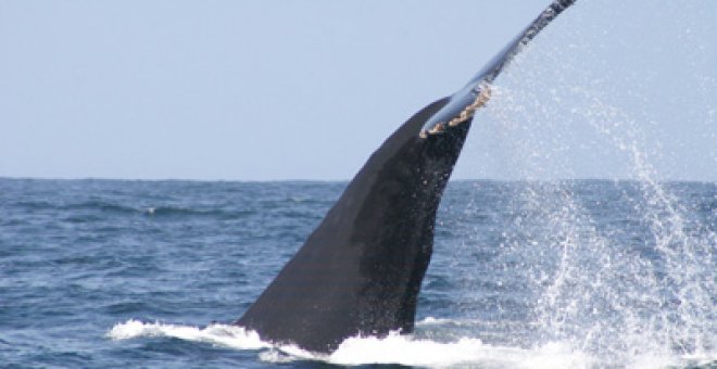 El espectáculo de las ballenas jorobadas