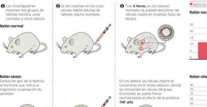 Las células madre emigran a la grasa para causar obesidad