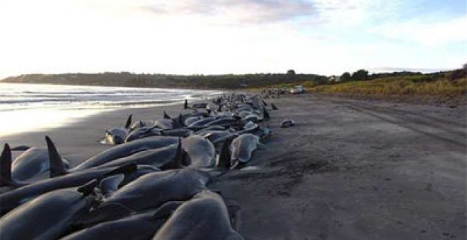200 ballenas quedan varadas en Australia