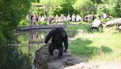 El chimpancé que fabrica su propio arsenal