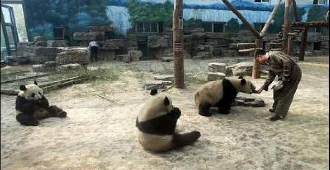Los pandas de las Olimpiadas regresan a casa