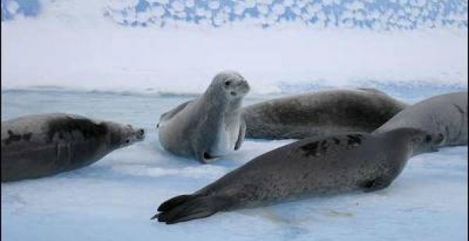 Comienza la caza de focas en Toronto, pese a las protestas