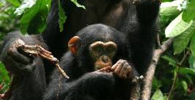 Los simios cambian sexo por carne