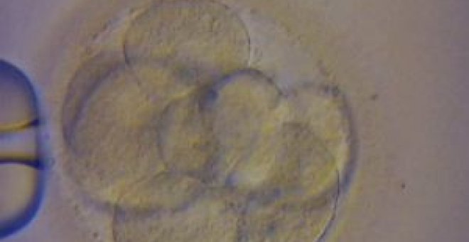 Células madre que no destruyen embriones