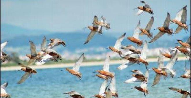 Galicia impulsa las rutas ornitológicas
