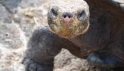 El mosquito de Galápagos amenaza a los reptiles