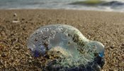 Avistan medusas muy peligrosas en aguas del Estrecho