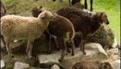 El cambio climático encoge a las ovejas