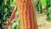 Europa avala la seguridad del maíz transgénico