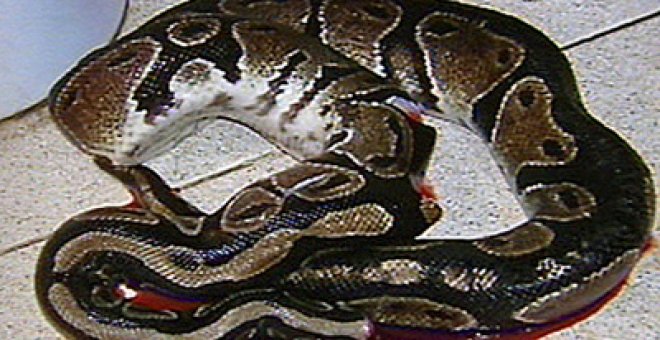 Un hombre se encuentra a una serpiente dentro del váter