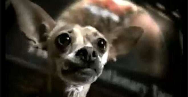 Muere el famoso chihuahua de los anuncios de Taco Bell
