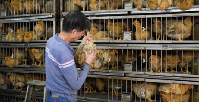 El virus aviar puede causar párkinson a largo plazo