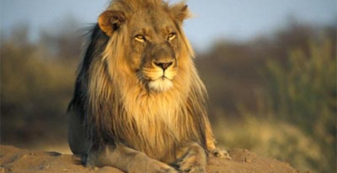 Kenia se quedará sin leones en pocos años