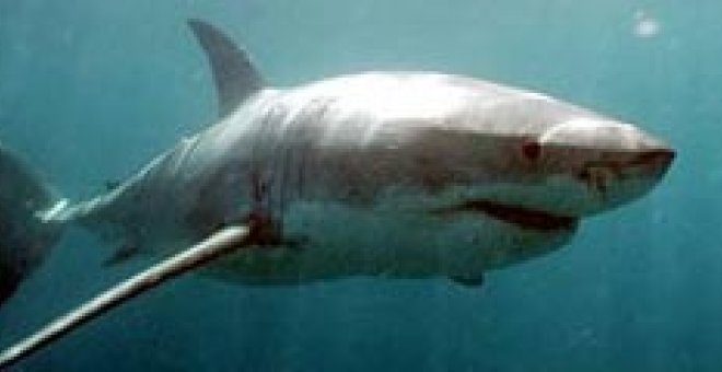 Un tiburón a cien metros de la costa pone en alerta a Vilanova