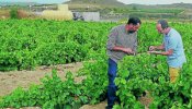 Tarde de ciego en la ciudad de los vinos