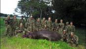 El hipopótamo 'Pepe' divide Colombia