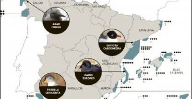 España identifica 42 santuarios para aves marinas
