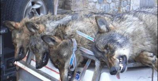 Prohibida la caza del lobo al sur del Duero