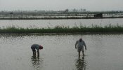 El arroz ecológico del delta del Ebro