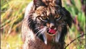 Fallece la segunda hembra de lince ibérico en Doñana en menos de 48 horas