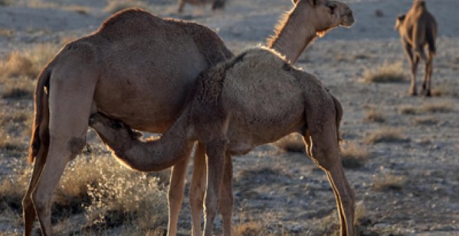 Seis mil camellos serán acribillados a tiros en Australia
