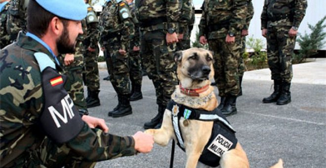 Un perro español, condecorado con una medalla de la ONU