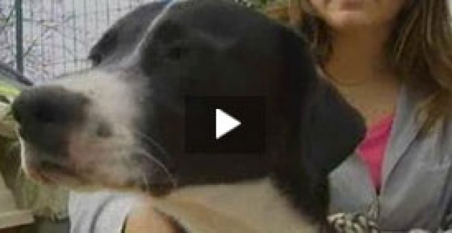 Un juez de Granada retira la custodia de un perro por maltrato