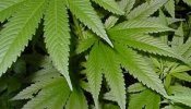 California da un paso hacia la legalización de la marihuana