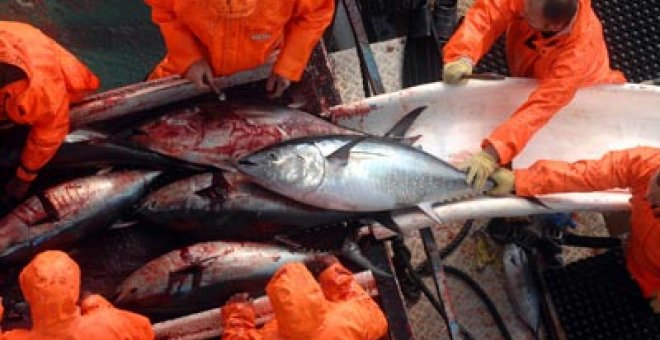 Bruselas pide el veto a la exportación de atún rojo