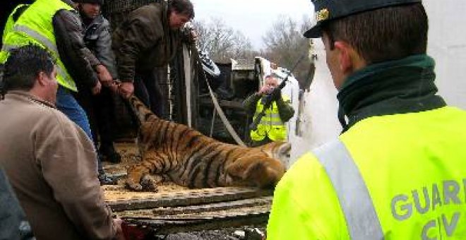 Un accidente obliga a cortar una autovía para anestesiar a los tigres de un circo