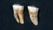 Aparecen en Pinilla los primeros fósiles humanos en Madrid en los últimos 25 años