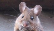 Un ensayo en ratones emula el mito de adelgazar sin esfuerzo