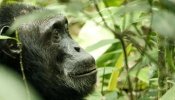 Los chimpancés siguen la estela de los humanos