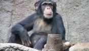 Los chimpancés recuerdan mejor los números que los humanos
