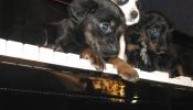 La asociación El Refugio felicita la Navidad con la foto de un concierto de piano canino