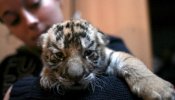 Un cachorro de tigre de un año es operado de cataratas en China