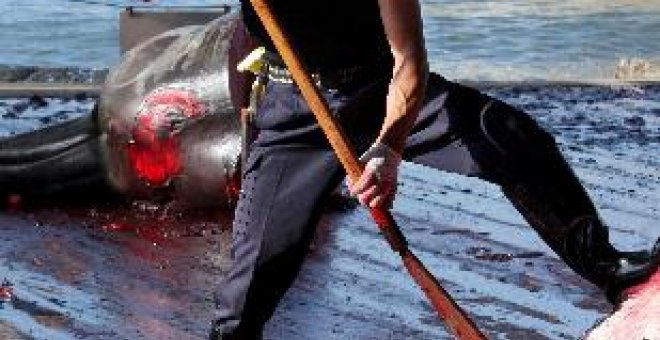 Australia pide moderación y expresa su horror ante la matanza japonesa de ballenas