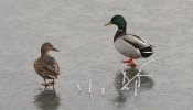 Las temperaturas suaves del invierno han adelantado las plagas y retrasado la caída de la hoja