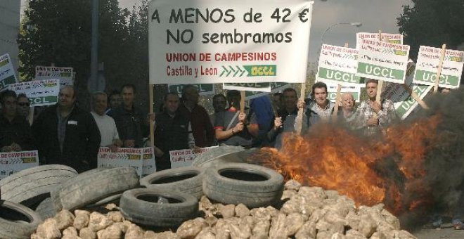 La UE ha reducido el 26% su producción de azúcar, tras la reforma del sector