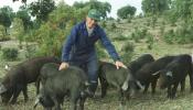 La Junta pretende disminuir la enfermedad de Aujeszki en cerdos de Salamanca y Soria