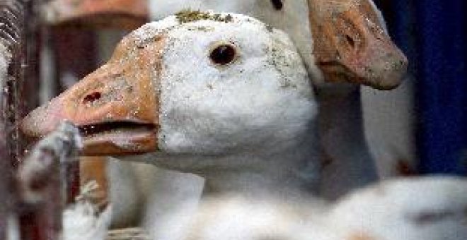 China confirma un nuevo brote de gripe aviar en una granja del Tíbet