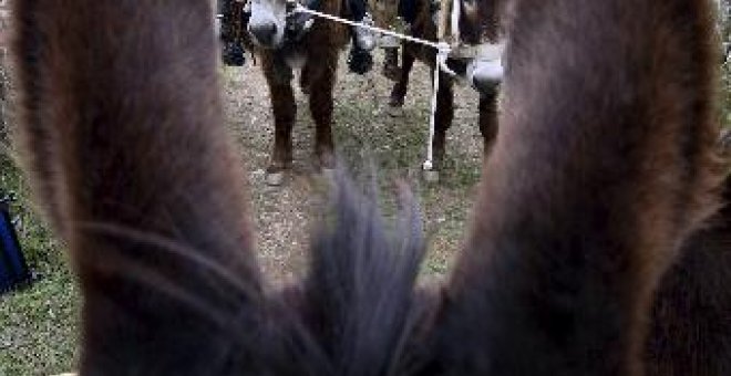 Burros de Zamora y Portugal reviven sus antiguas tareas en un encuentro transfronterizo