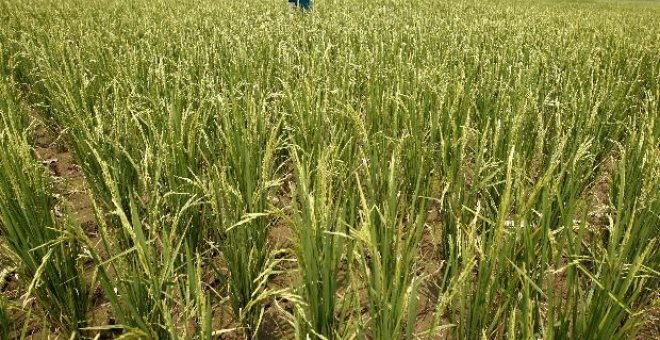 Tailandia anuncia un nuevo arroz híbrido un 20 por ciento más productivo