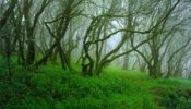Un bosque único en el mundo en peligro