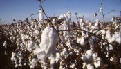 Los países de la UE acuerdan la reforma de las ayudas a la producción de algodón
