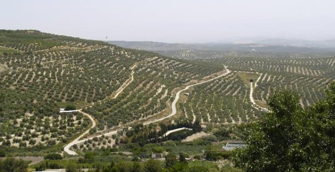 Las plantaciones de olivar aumentan en el mundo en 150.000 hectáreas anuales