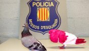 Detenido un joven por robar 300 palomas deportivas valoradas en 50.000 euros