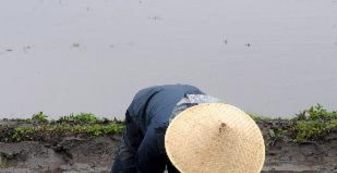 La FAO prevé una cosecha récord de arroz, pero avisa ante los efectos del ciclón en Birmania