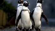 Desarrollan un sistema para el reconocimiento individual de los pingüinos